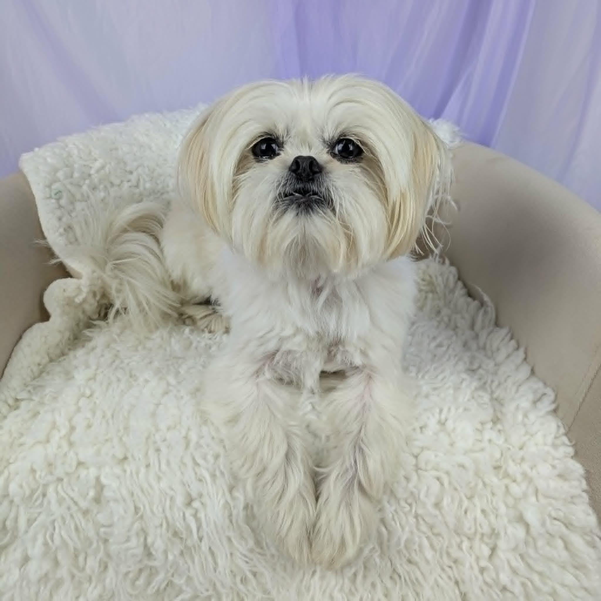 Channing, an adopted Shih Tzu in Round Rock, TX image 4/5