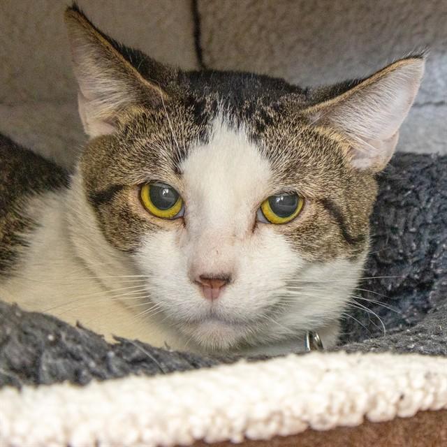 VANCE, Adoptable, Young Male Domestic Short Hair.