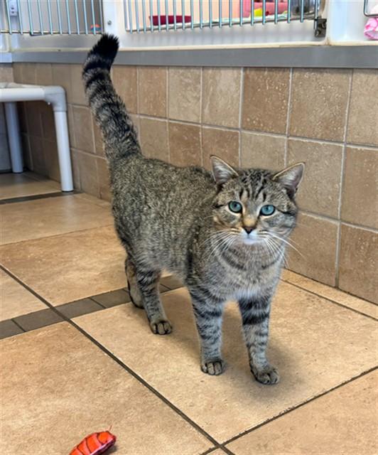 EVER, Adoptable, Young Male Domestic Short Hair.