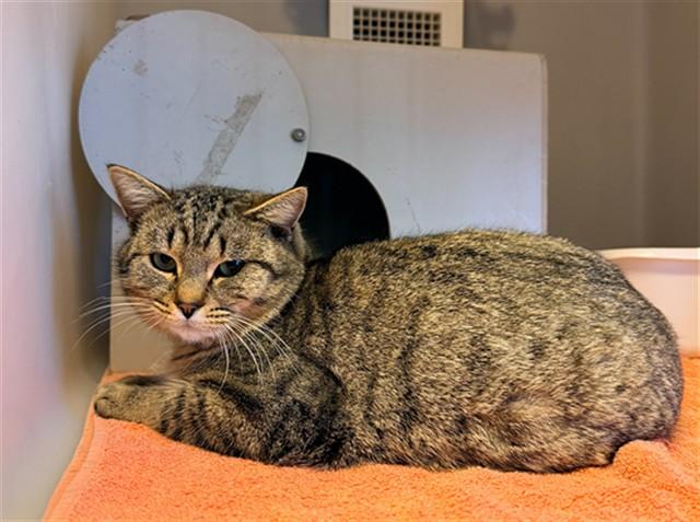 EVER, Adoptable, Young Male Domestic Short Hair.