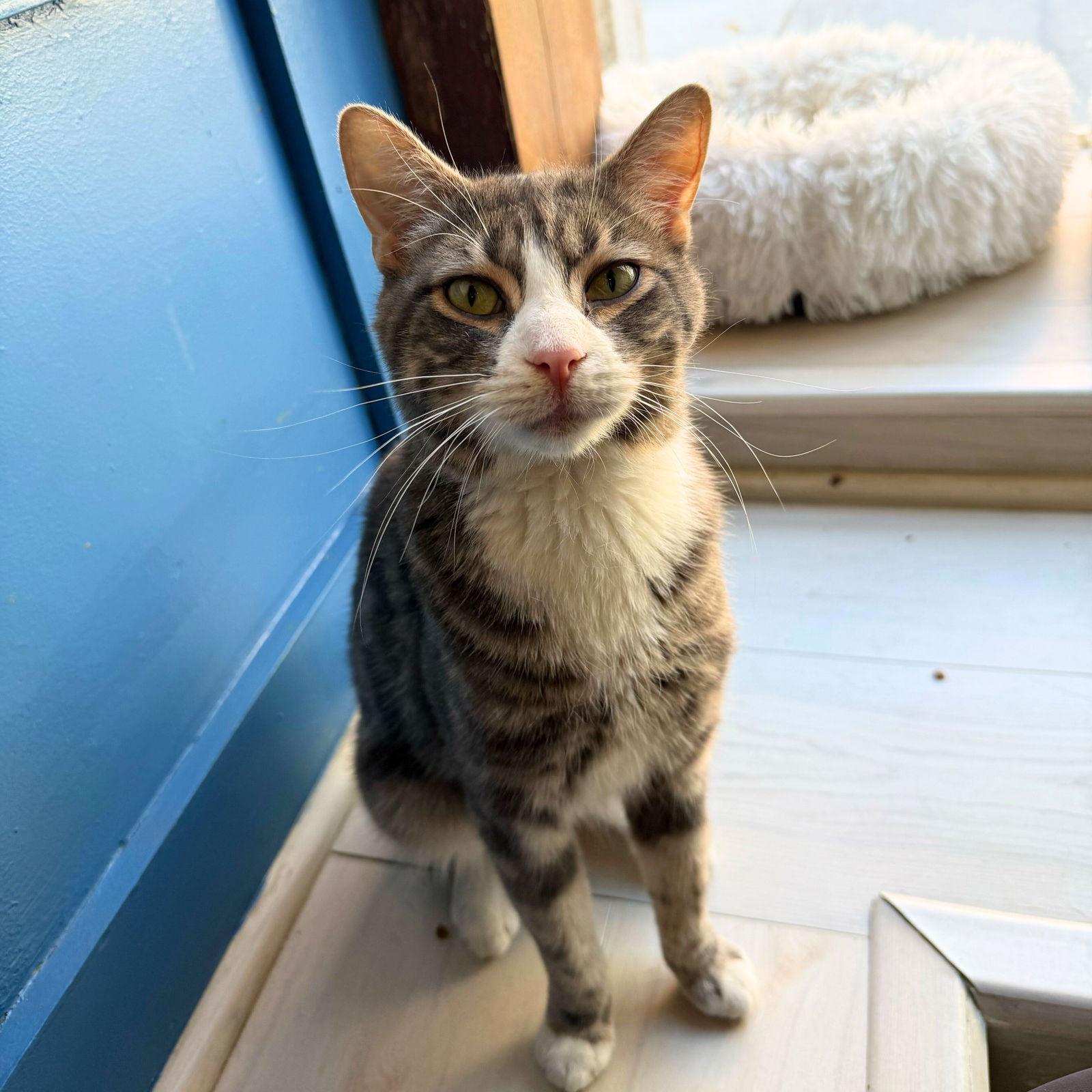 Sterling, Adopted, Adult Male Domestic Short Hair.