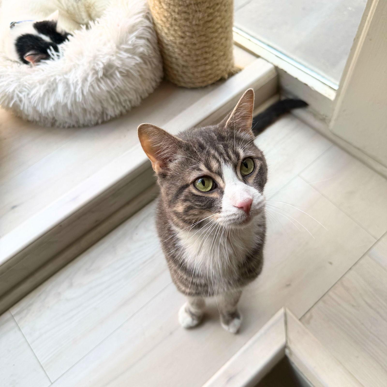 Enlarge Sterling, a Adopted Domestic Short Hair in Brooklyn, NY image 2/3