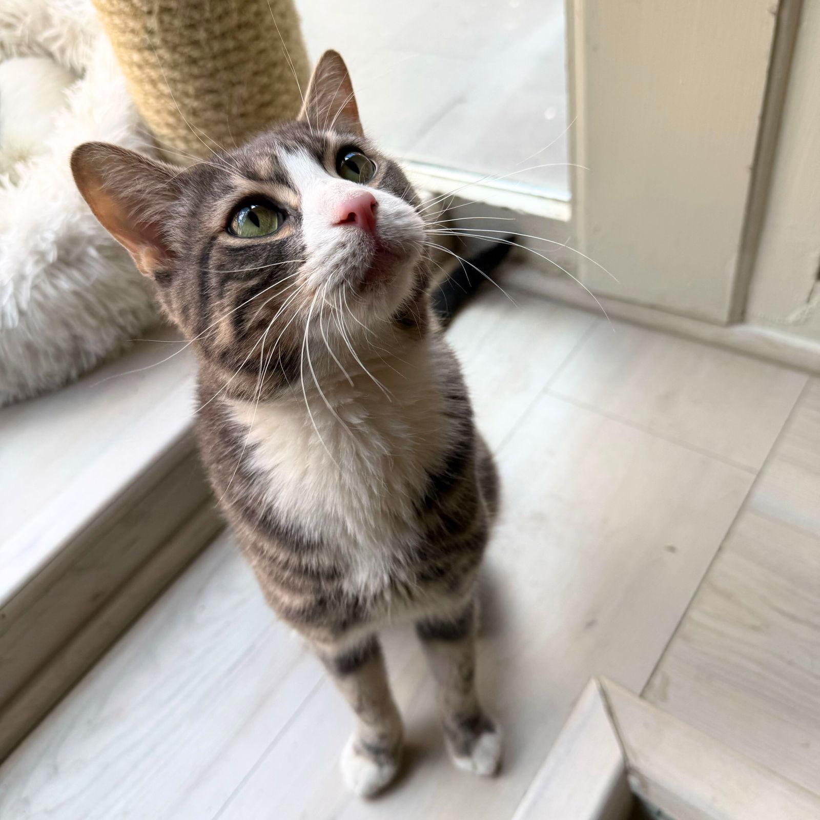 Enlarge Sterling, a Adopted Domestic Short Hair in Brooklyn, NY image 3/3