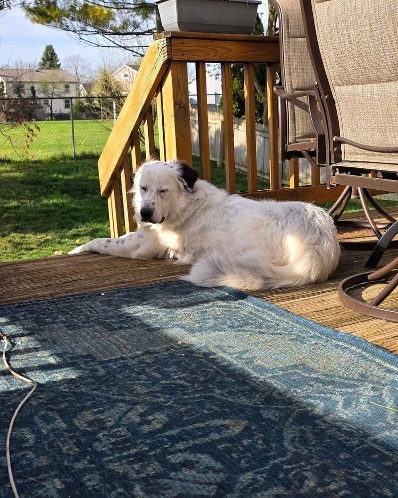 Baloo, Adoptable, Young Male Great Pyrenees.