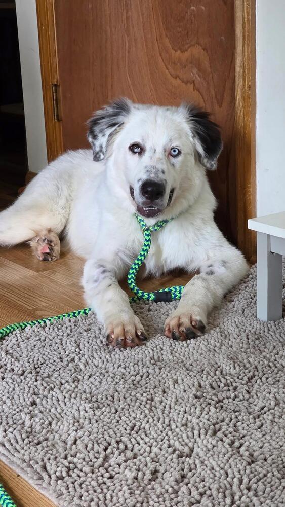 Enlarge Baloo, a Adoptable Great Pyrenees in Grove City, OH image 1/6