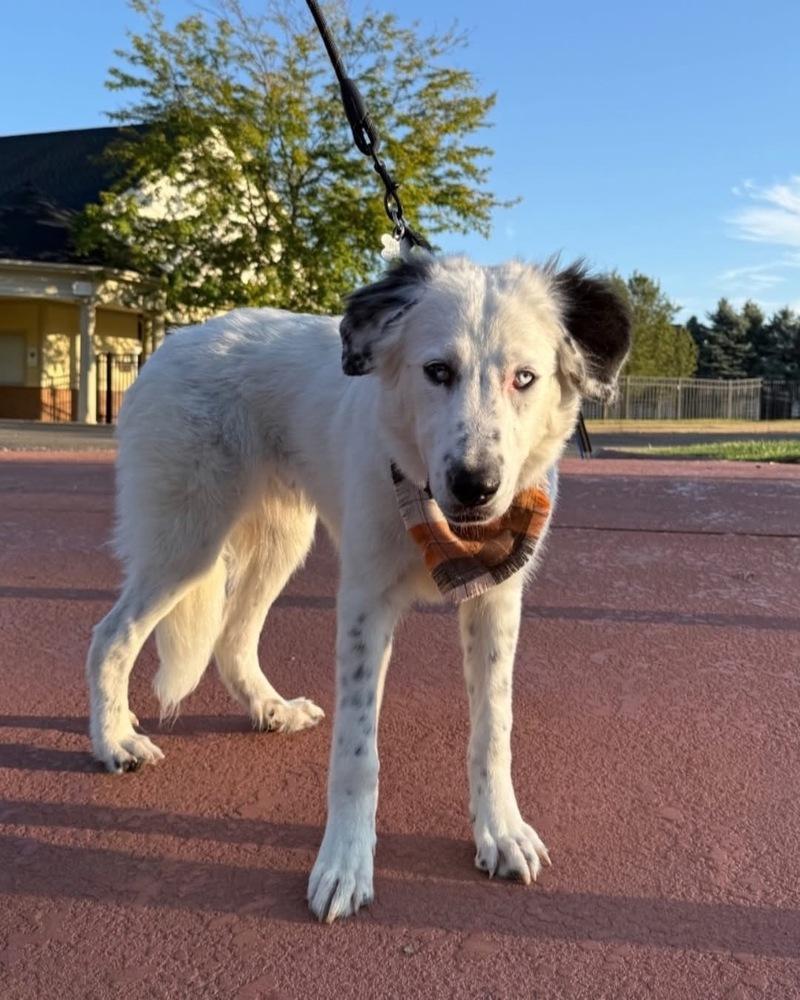 Baloo, Adoptable, Young Male Great Pyrenees.