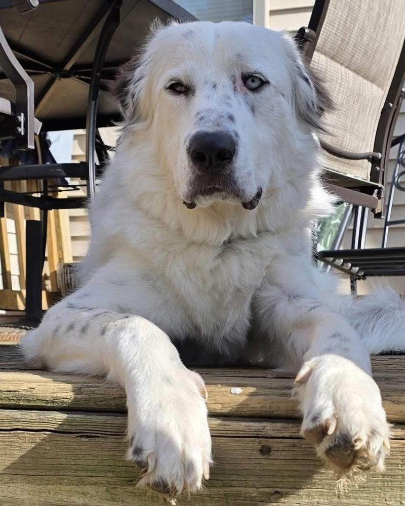 Enlarge Baloo, a Adoptable Great Pyrenees in Grove City, OH image 2/5
