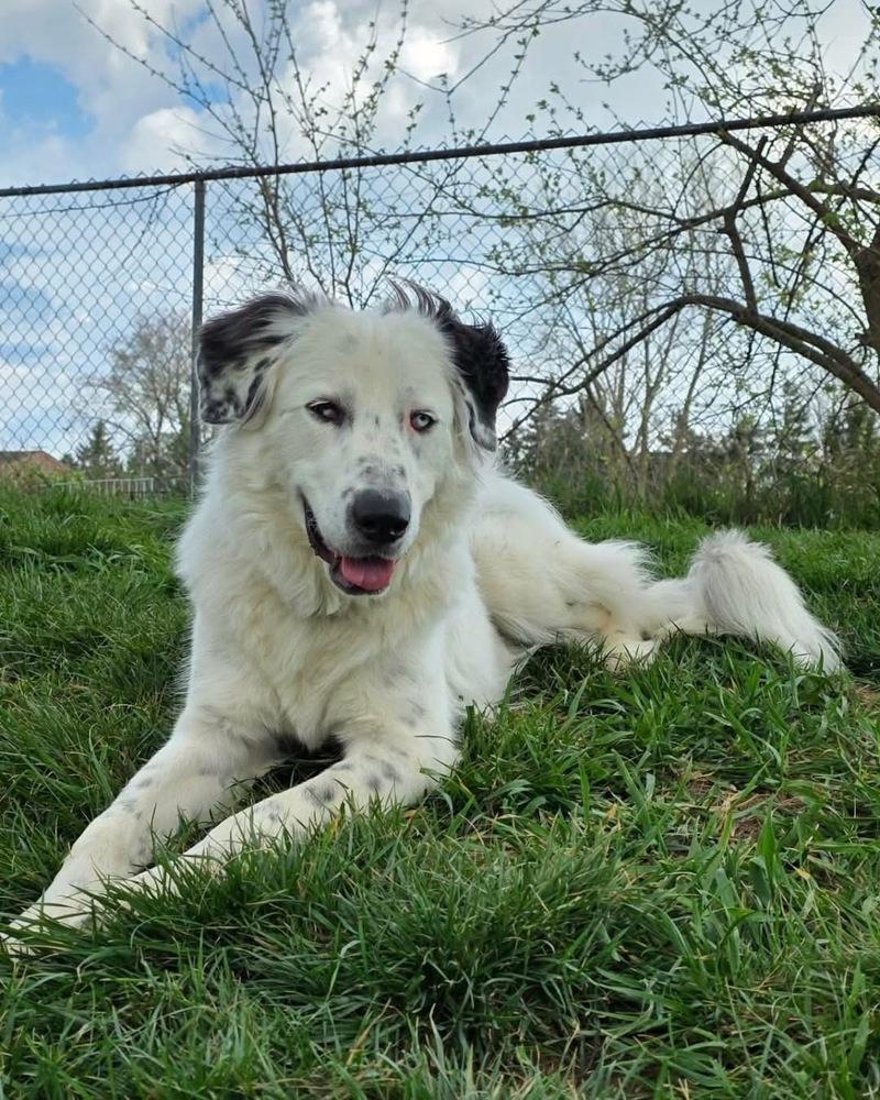 Enlarge Baloo, a Adoptable Great Pyrenees in Grove City, OH image 3/5