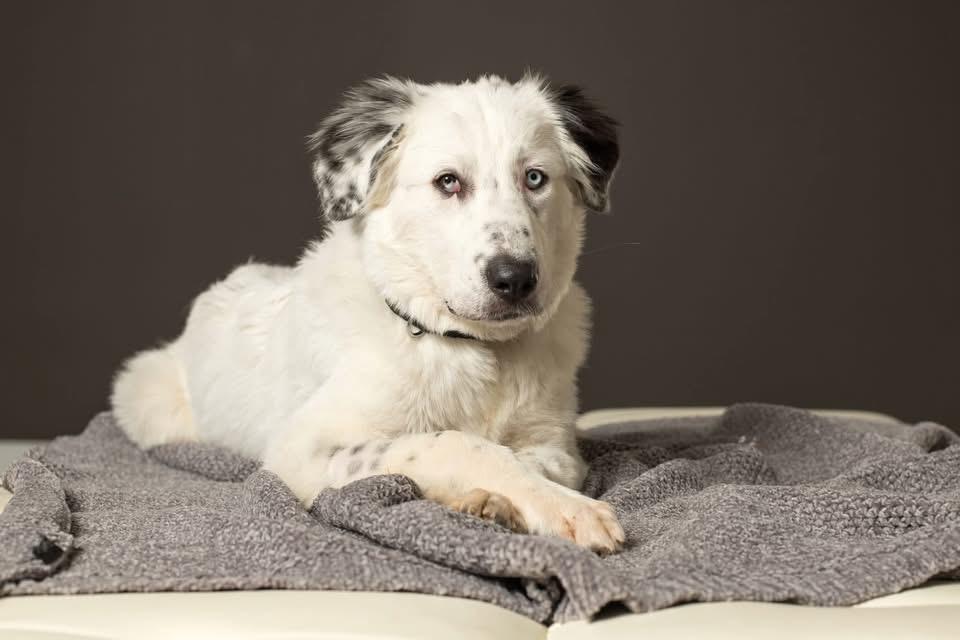 Enlarge Baloo, a Adoptable Great Pyrenees in Grove City, OH image 2/6