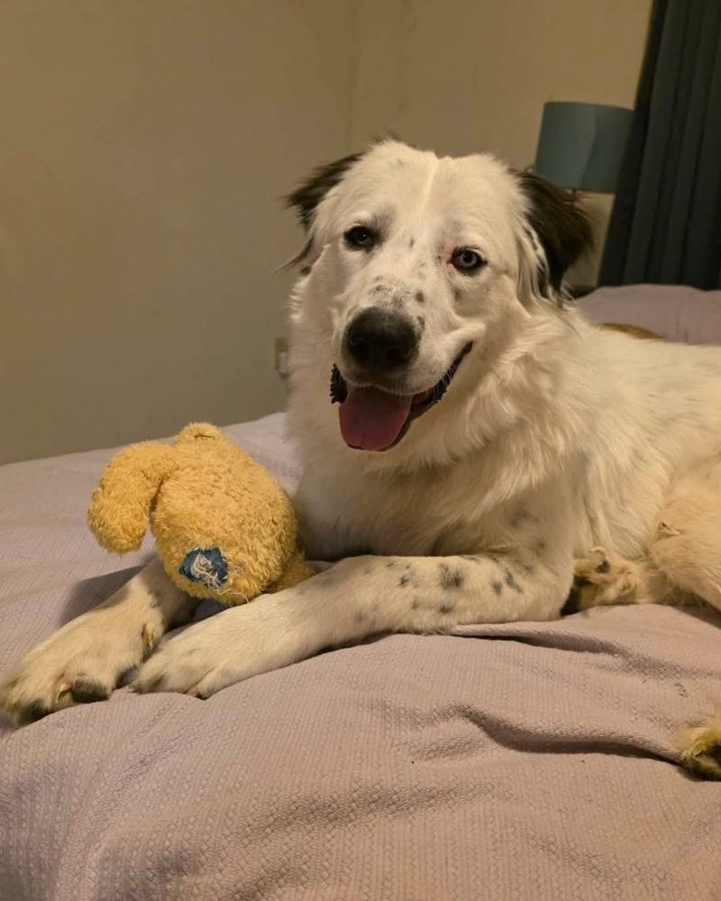 Enlarge Baloo, a Adoptable Great Pyrenees in Grove City, OH image 4/5