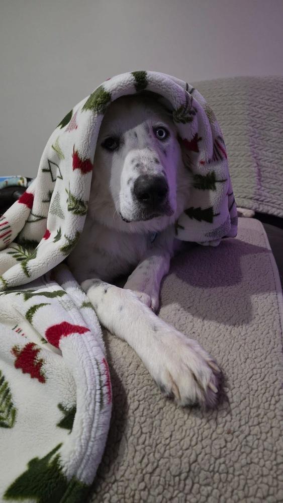 Enlarge Baloo, a Adoptable Great Pyrenees in Grove City, OH image 3/6