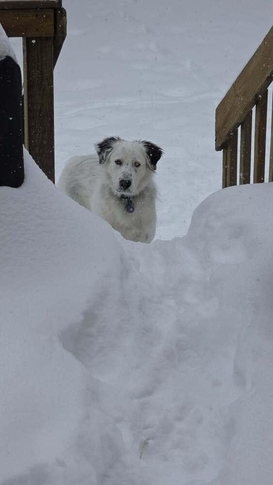 Enlarge Baloo, a Adoptable Great Pyrenees in Grove City, OH image 4/6