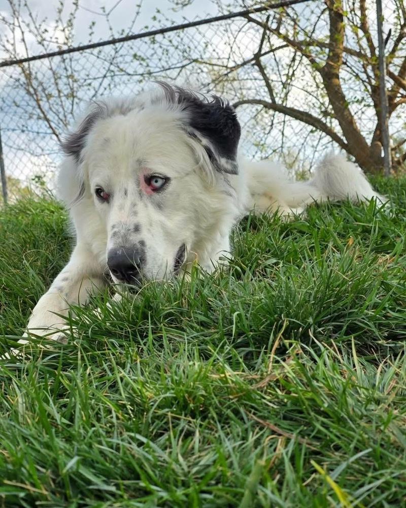 Enlarge Baloo, a Adoptable Great Pyrenees in Grove City, OH image 5/5