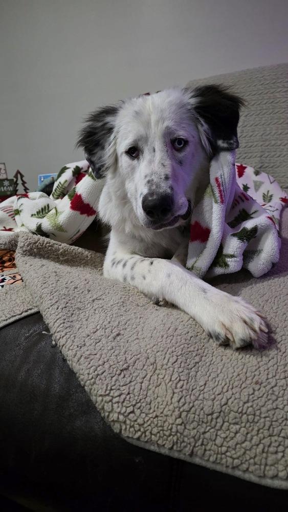 Enlarge Baloo, a Adoptable Great Pyrenees in Grove City, OH image 6/6