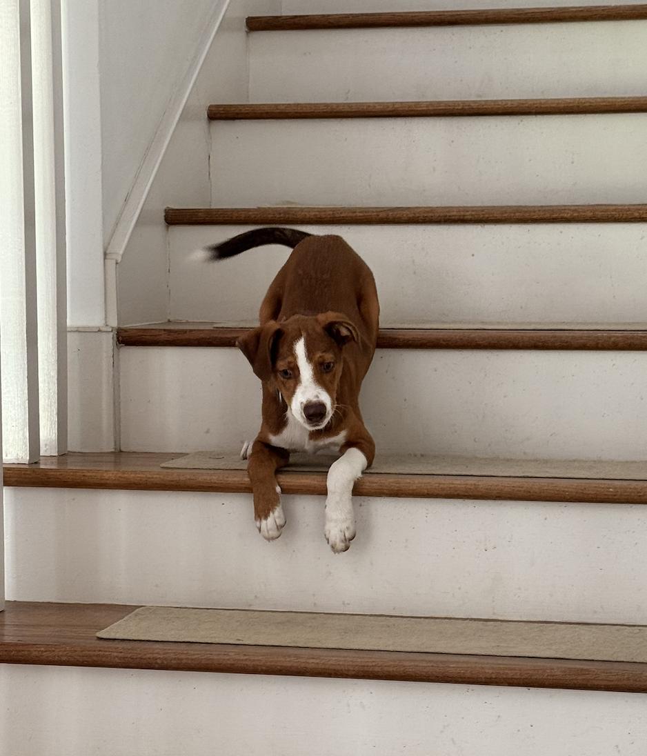 Enlarge Scout, a Adopted mixed breed in Raymond, MS image 3/4