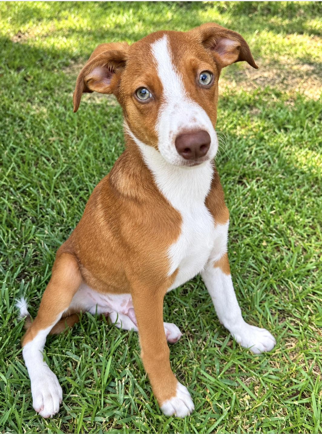 Enlarge Scout, a Adopted mixed breed in Raymond, MS image 2/4