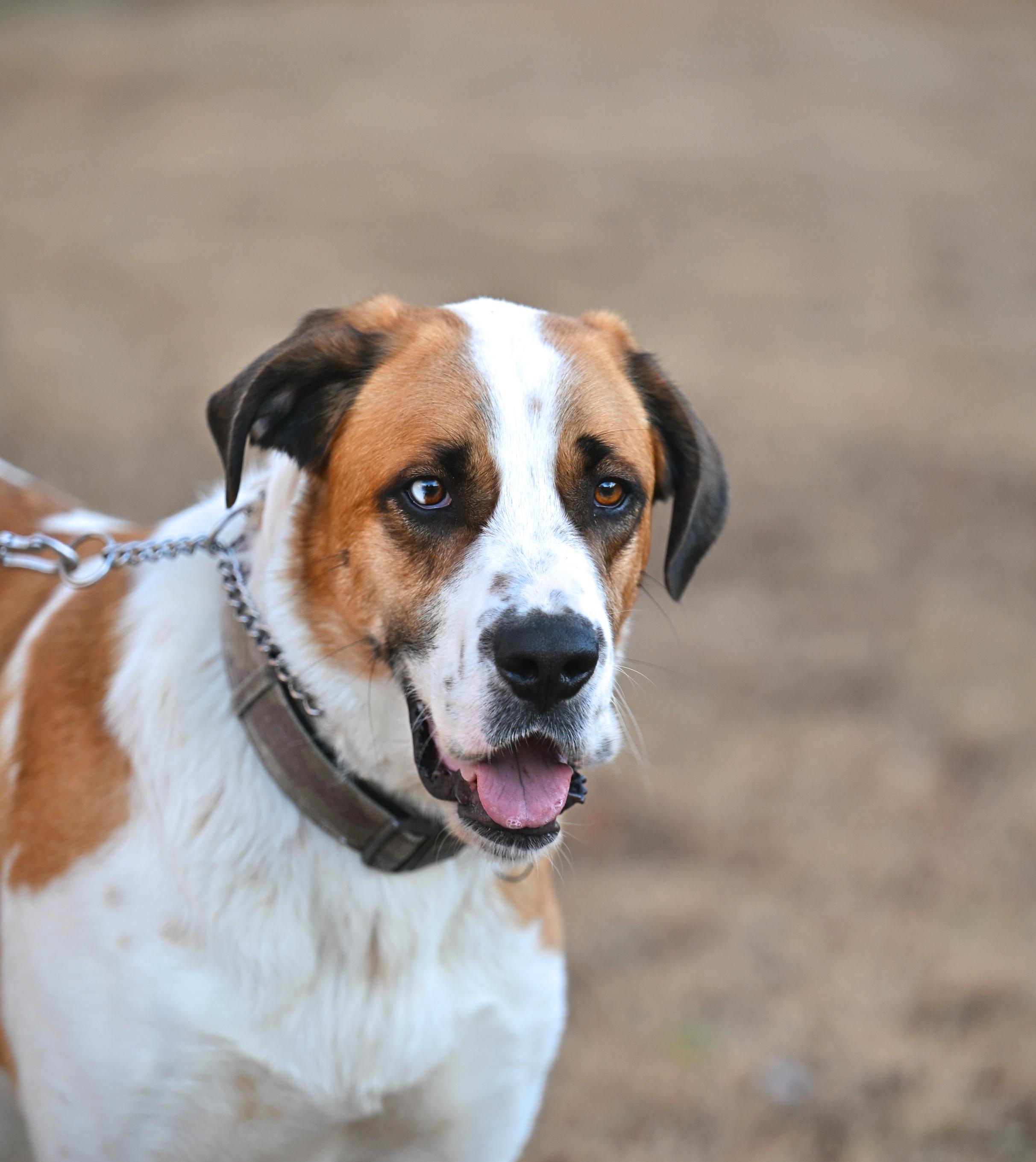 Enlarge WALTER - joyful boy!, a ADOPTABLE Saint Bernard in Allentown, PA image 2/5