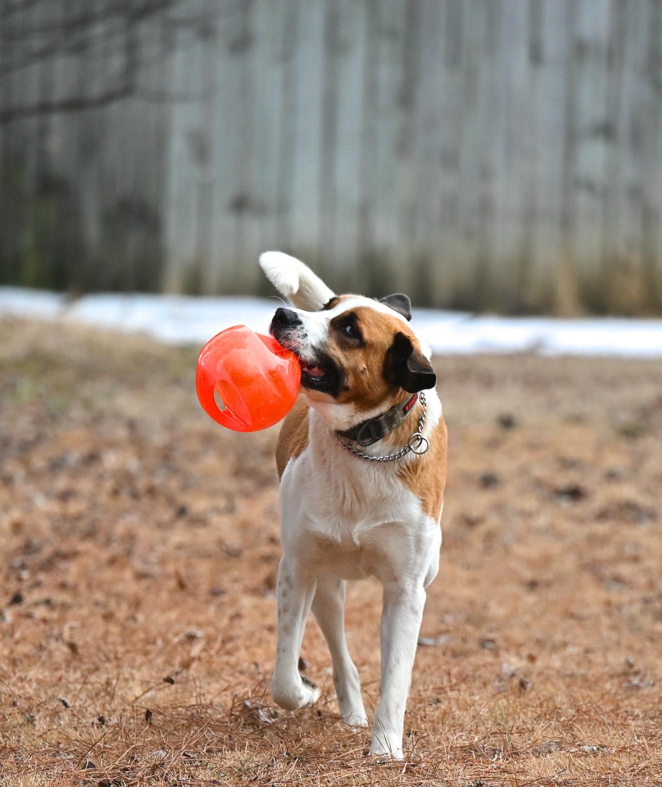 Enlarge WALTER - joyful boy!, a ADOPTABLE Saint Bernard in Allentown, PA image 1/5