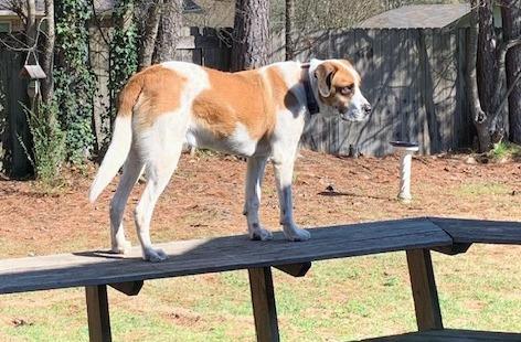 Enlarge WALTER - joyful boy!, a ADOPTABLE Saint Bernard in Allentown, PA image 3/5