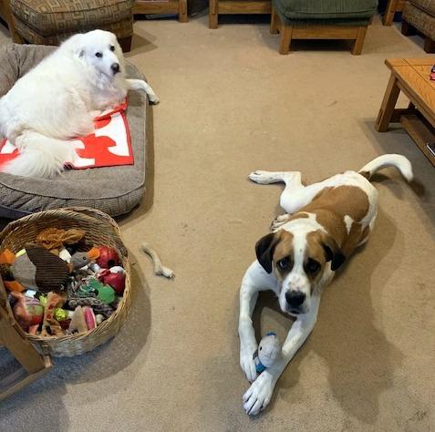 Enlarge WALTER - joyful boy!, a ADOPTABLE Saint Bernard in Allentown, PA image 4/5
