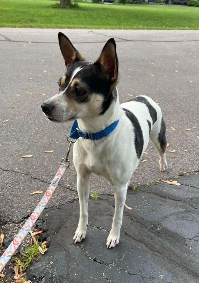 Konstantine, a Adoptable mixed breed in Fond Du Lac, WI image 1/6