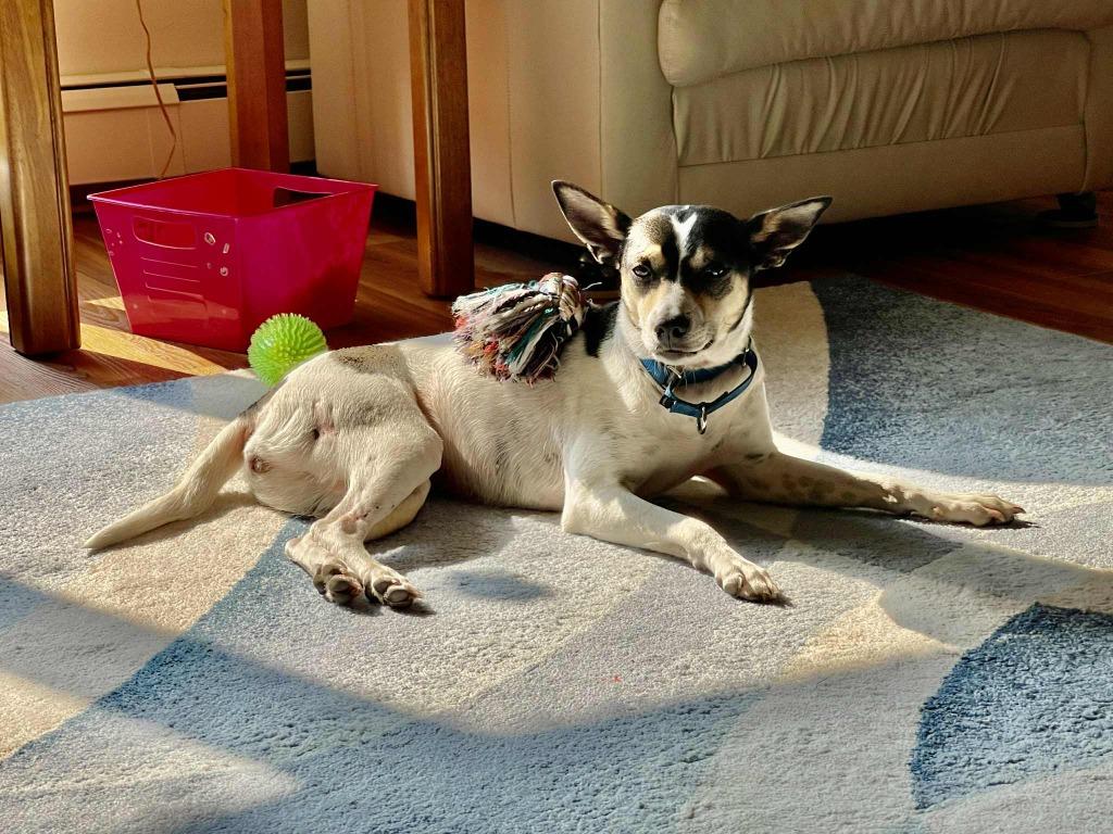 Konstantine, a Adoptable mixed breed in Fond Du Lac, WI image 2/6