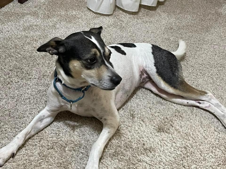 Konstantine, a Adoptable mixed breed in Fond Du Lac, WI image 3/6