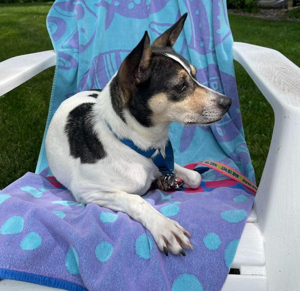 Konstantine, a Adoptable mixed breed in Fond Du Lac, WI image 4/6