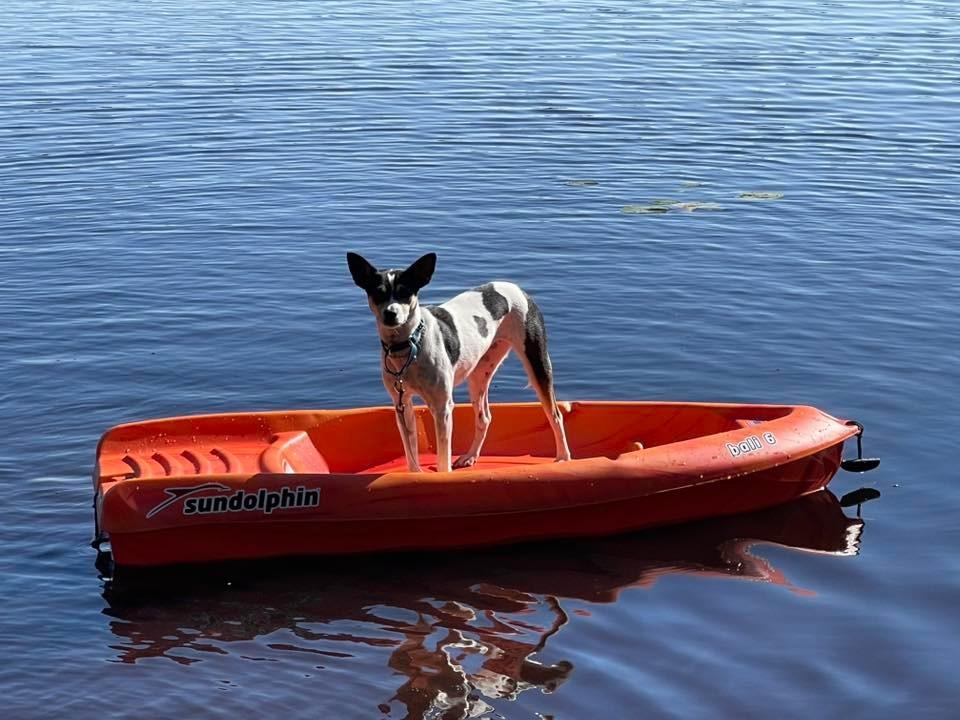 Konstantine, a Adoptable mixed breed in Fond Du Lac, WI image 5/6