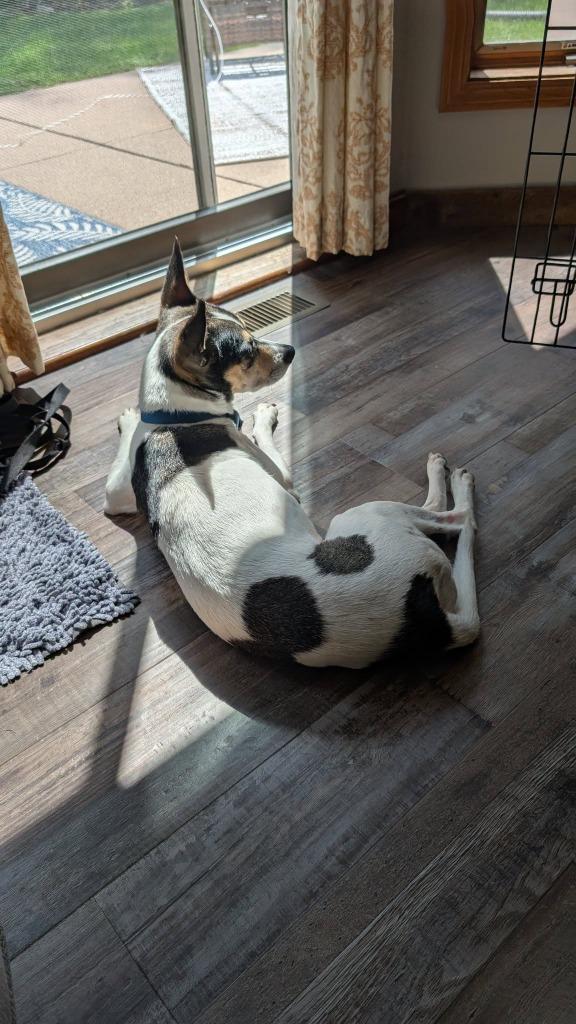 Konstantine, a Adoptable mixed breed in Fond Du Lac, WI image 6/6