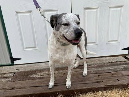Harley, a Adoptable mixed breed in McCook, NE image 3/3