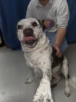 Harley, Adoptable, Adult Female Labrador Retriever & Mixed Breed.