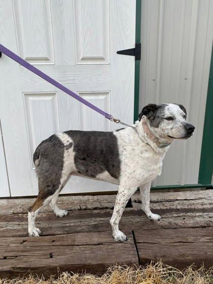 Enlarge Harley, a Adoptable mixed breed in McCook, NE image 2/3