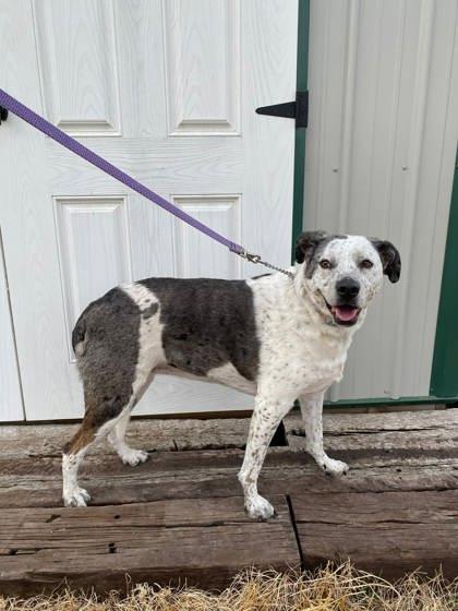 Enlarge Harley, a Adoptable mixed breed in McCook, NE image 3/3
