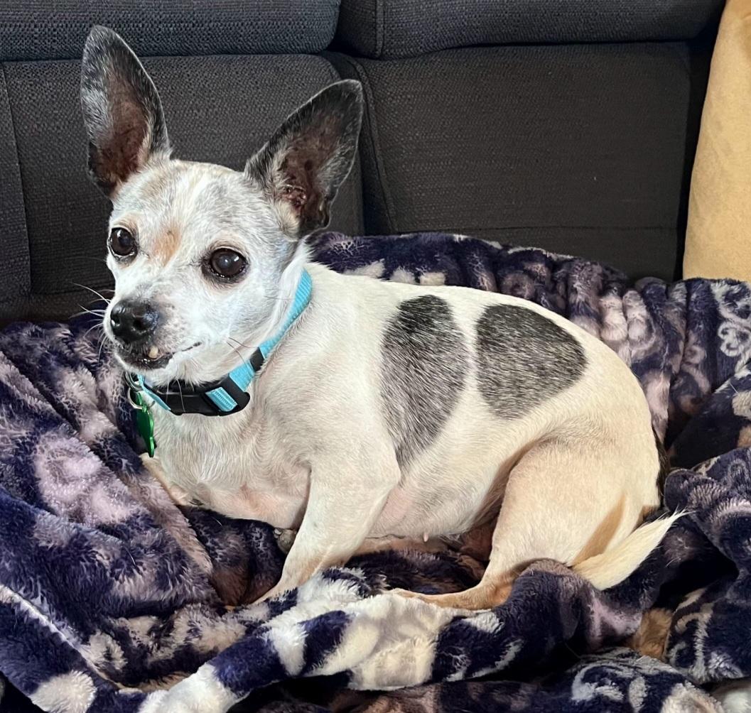 Polly, ADOPTABLE, Adult Female Chihuahua.