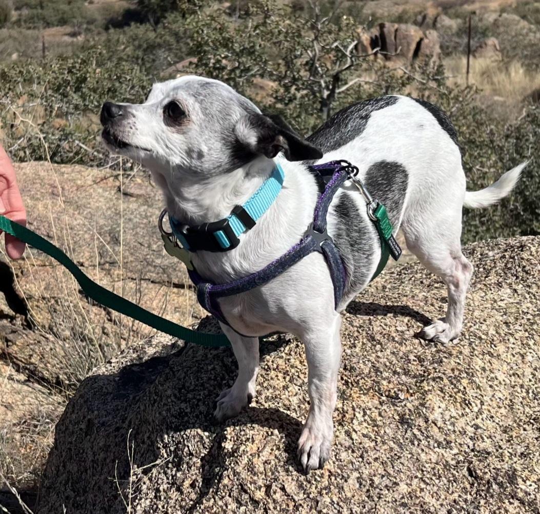 Enlarge Polly, a ADOPTABLE Chihuahua in Yarnell, AZ image 2/2
