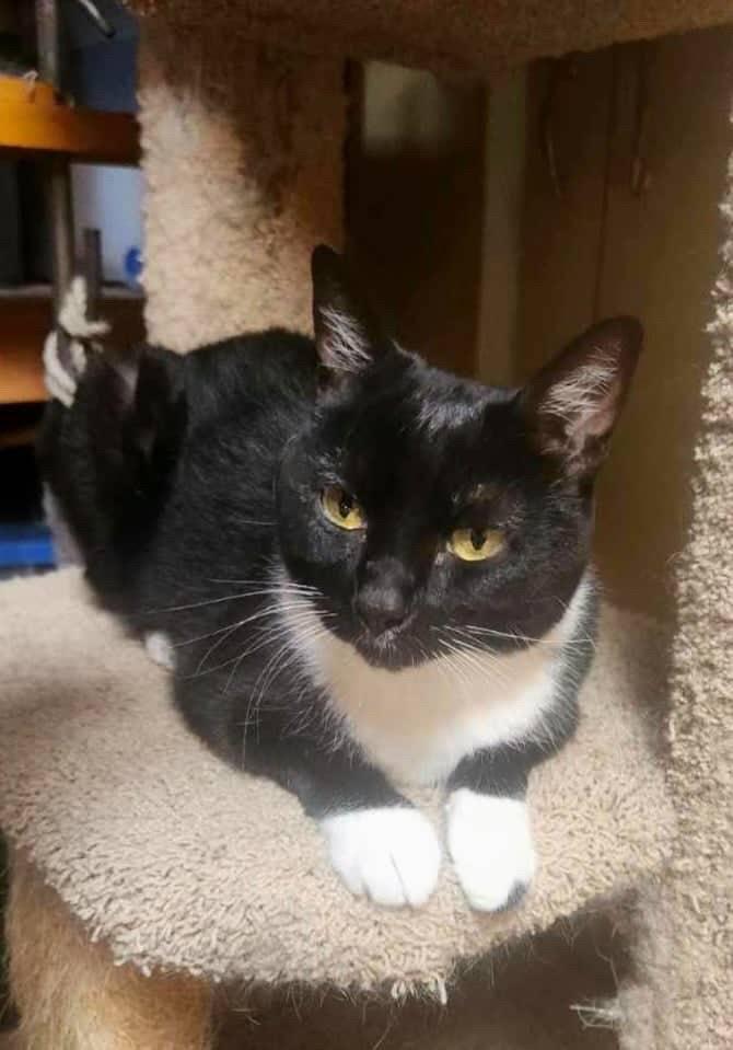 Enlarge Raider, a Adoptable American Shorthair in San Jose, CA image 2/3