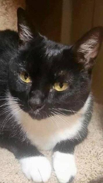 Enlarge Raider, a Adoptable American Shorthair in San Jose, CA image 3/3