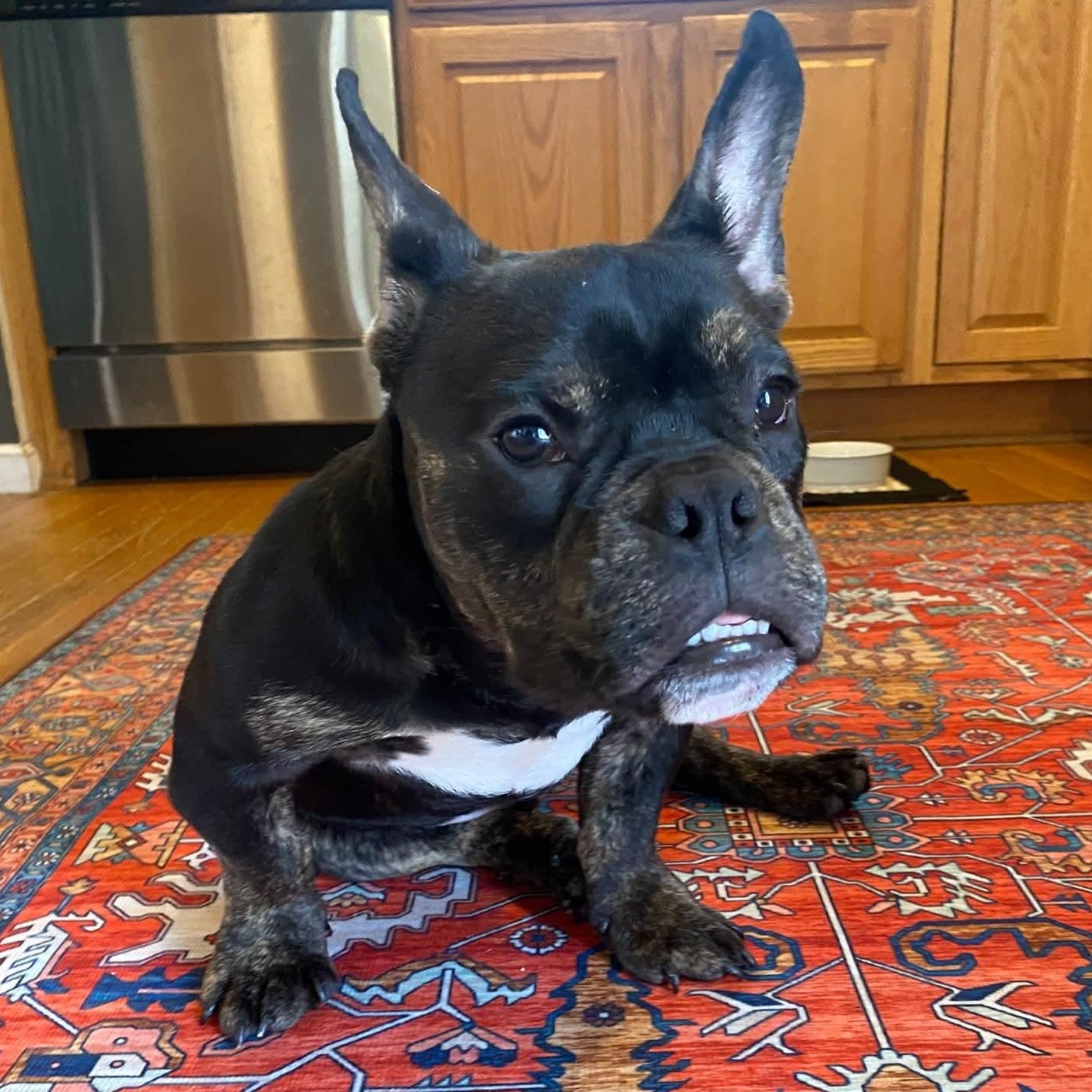 Enlarge Drew, a Adoptable mixed breed in Livonia, MI image 3/6