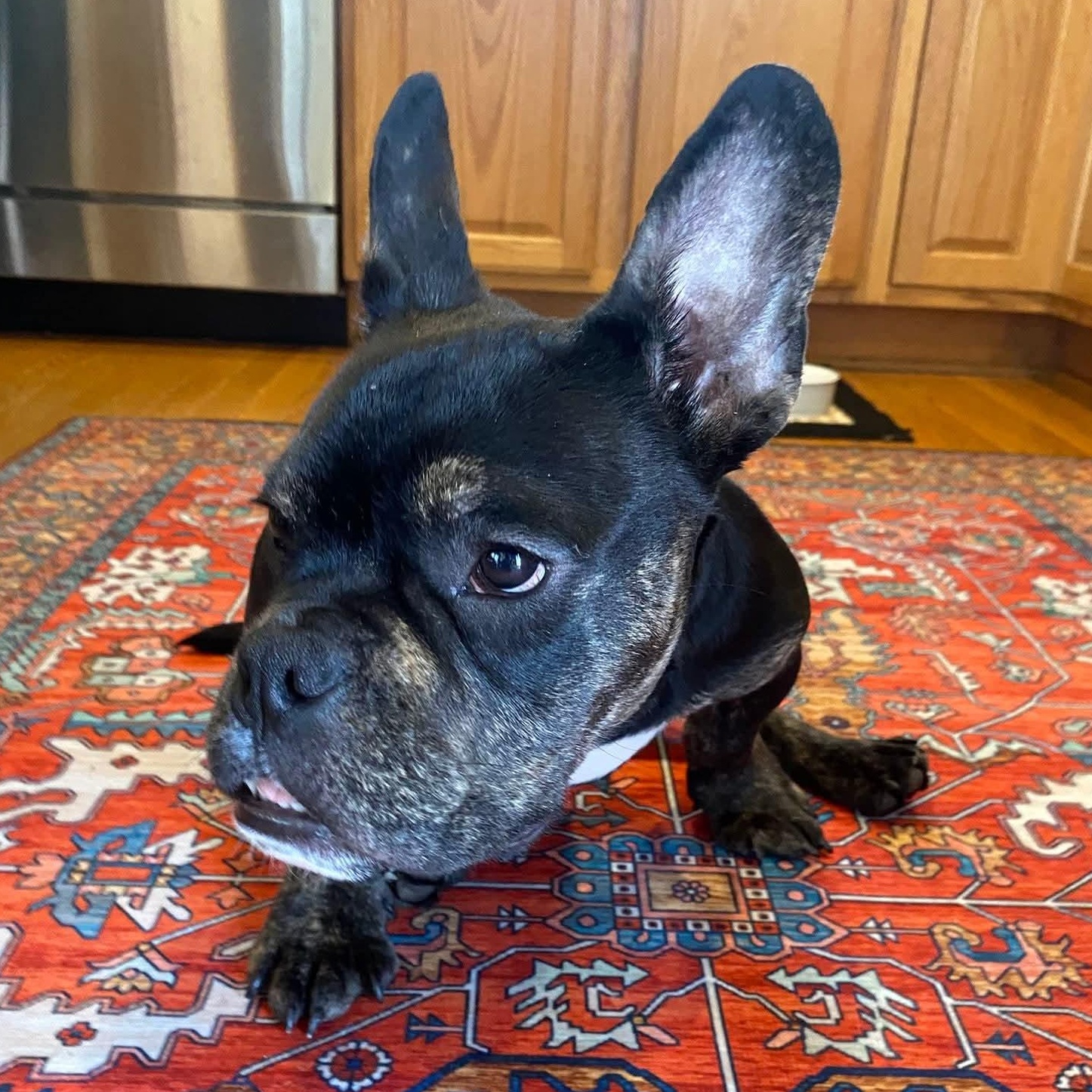 Enlarge Drew, a Adoptable mixed breed in Livonia, MI image 4/6