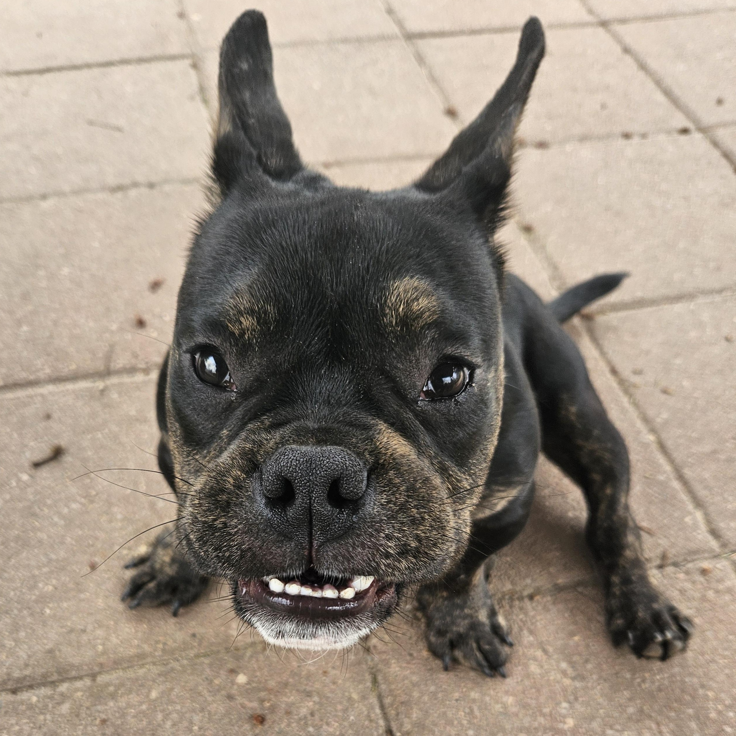 Enlarge Drew, a Adoptable mixed breed in Livonia, MI image 2/6