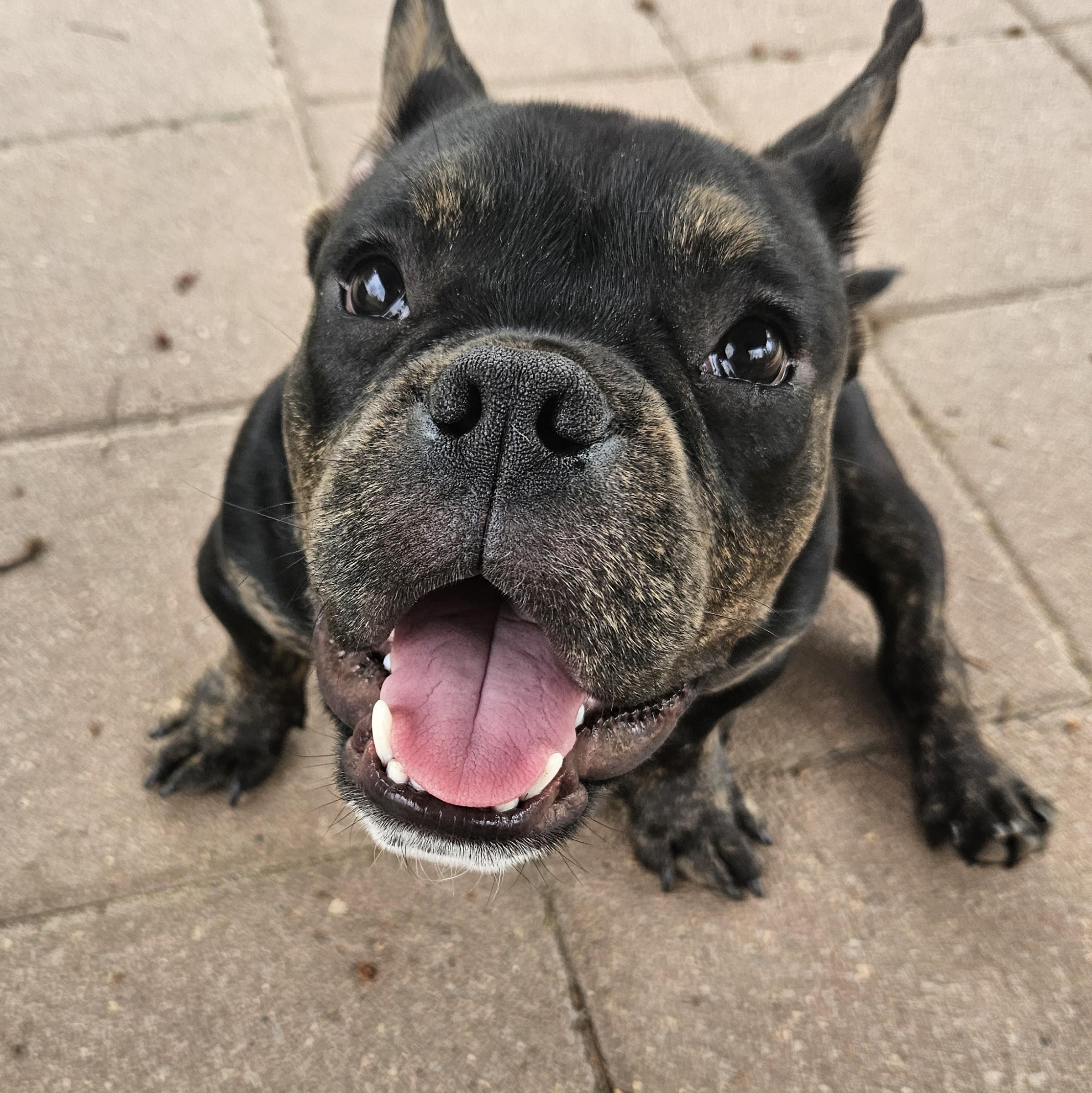 Enlarge Drew, a Adoptable mixed breed in Livonia, MI image 1/6