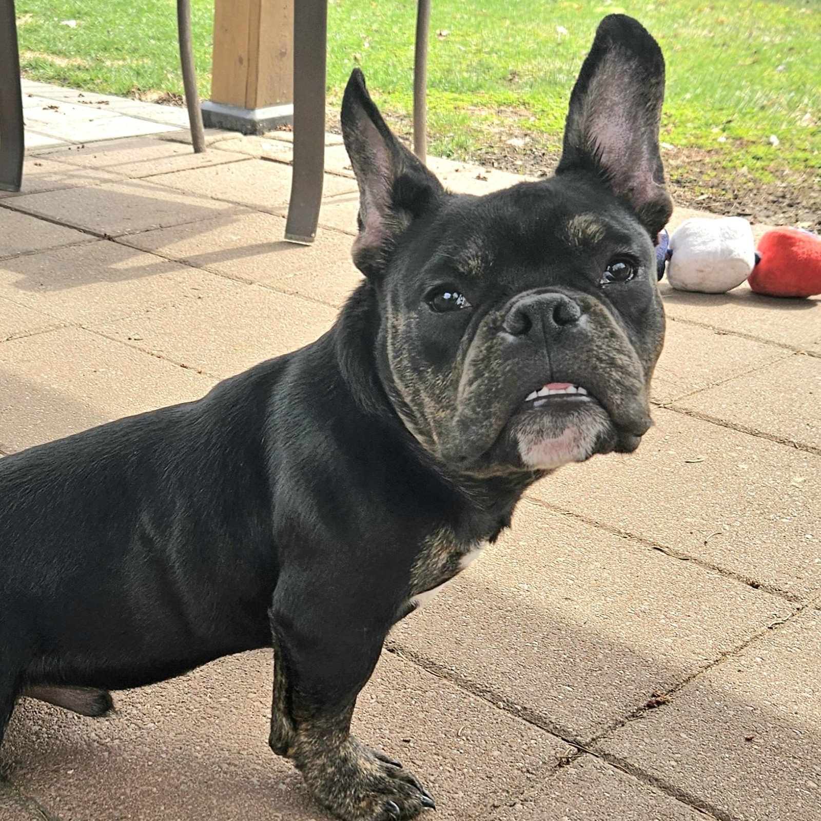 Enlarge Drew, a Adoptable mixed breed in Livonia, MI image 6/6