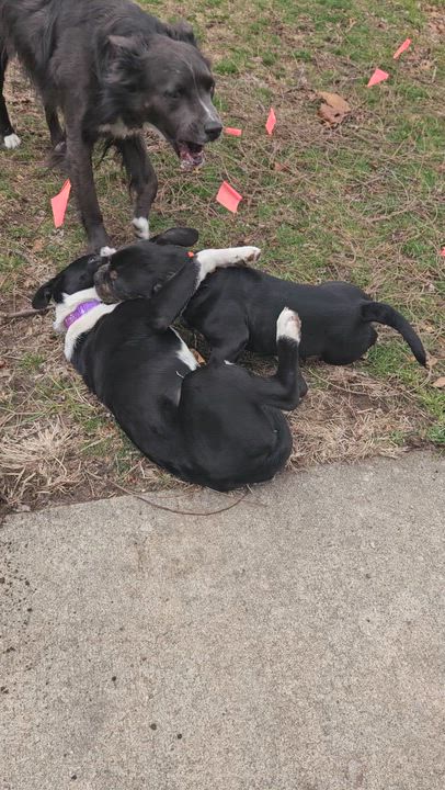 Enlarge Drew, a Adoptable mixed breed in Livonia, MI video 5/6