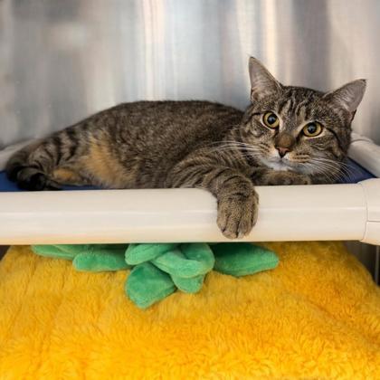 Spam, Adoptable, Adult Female Domestic Short Hair & Domestic Short Hair.