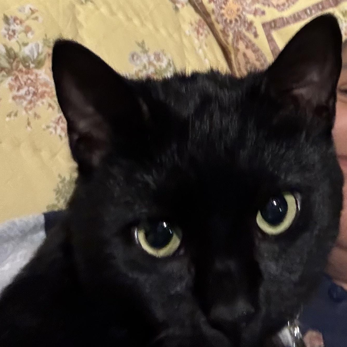 Enlarge Javy Baez, an adopted Domestic Short Hair in Upper Sandusky, OH image 1/2