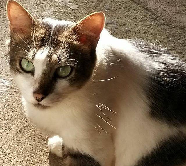 Enlarge Tamara, a Adopted mixed breed in Flushing, NY image 1/1