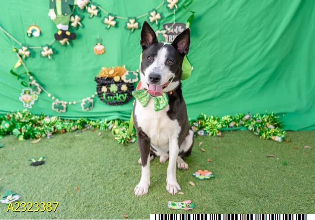 Enlarge SCOOTER, a Adoptable mixed breed in West Palm Beach, FL image 1/1