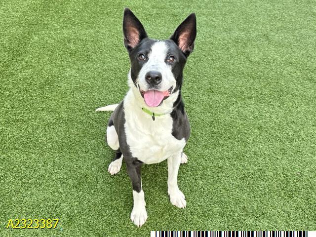 SCOOTER, Adoptable, Young Male Mixed Breed & Mixed Breed.