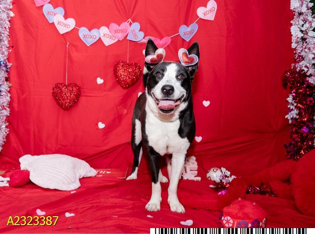 SCOOTER, Adoptable, Young Male Mixed Breed & Mixed Breed.